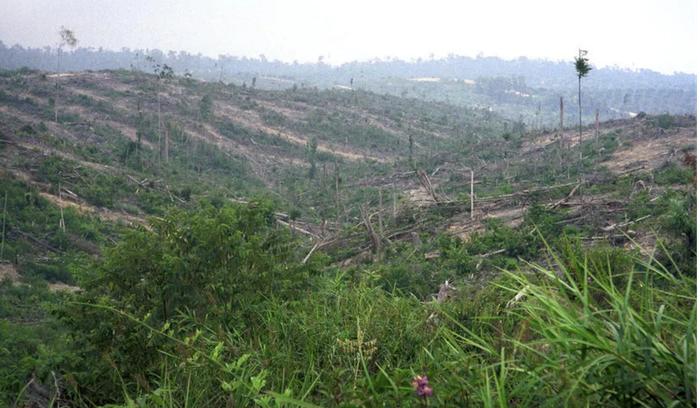 被破坏的亚洲象栖息地。（WWF）