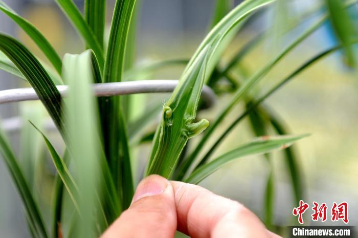 张德胥展示长有“眼睛”的兰花叶。　张金川 摄