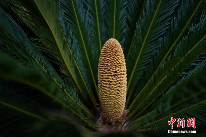 中新社记者 康平 摄