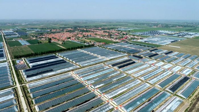 平度市崔家集镇蔬菜扶贫农创体从最初的36个樱桃西红柿大棚，发展到目前的1800余个。图为鸟瞰图（平度市扶贫办提供）