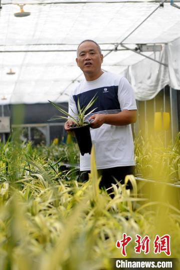 张德胥在瑞德兰园大棚内悉心打理兰花。　张金川 摄