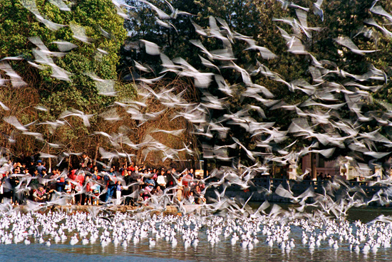     昆明市中心翠湖公园是每年红嘴鸥最为集中的地方，场面蔚为壮观。刘建华/摄