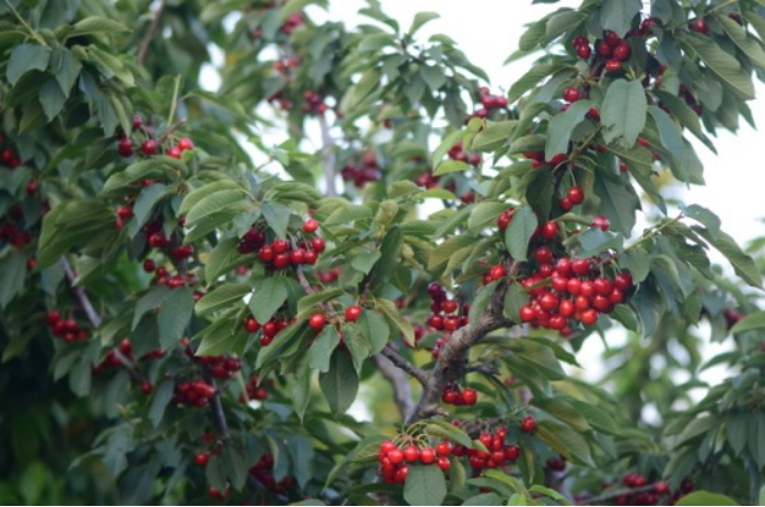 烟台大樱桃，产量和产值均占全国2/3