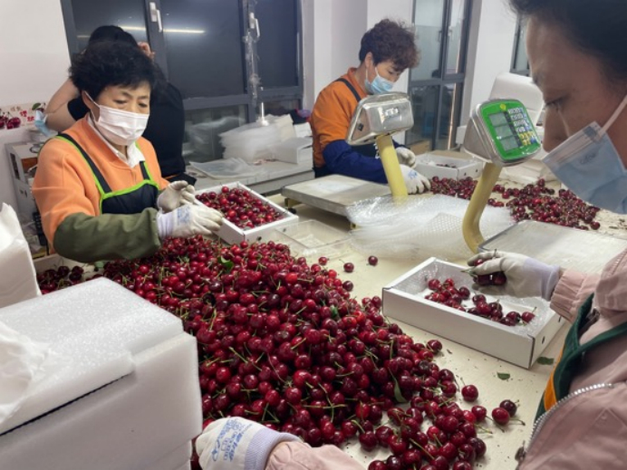 工人们正忙着给烟台大樱桃分拣、称重