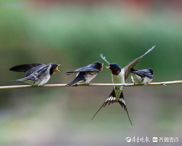 好精彩燕子衔食画面很温馨