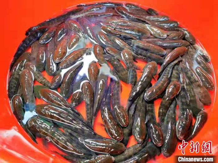 尾鳍带“印”是鳁鱼的一大特征。 李晓春 摄