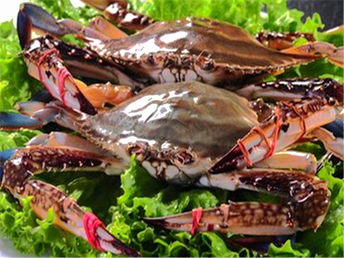 （沧州黄骅梭子蟹）