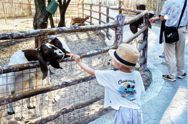 　　游客与园区内动物互动（央广网发 龚雯摄）