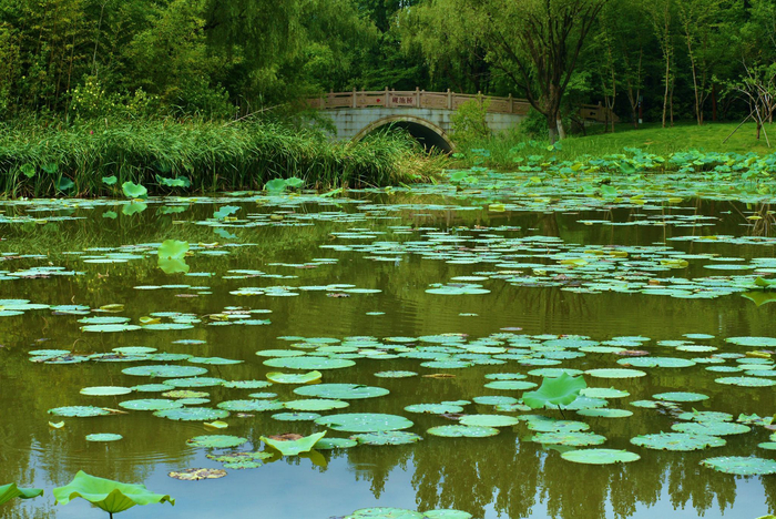 望月亭睡莲静待绽放