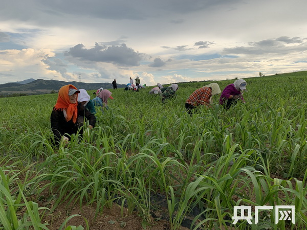 工人在有机谷子地里除杂草（央广网记者 宝音 摄）