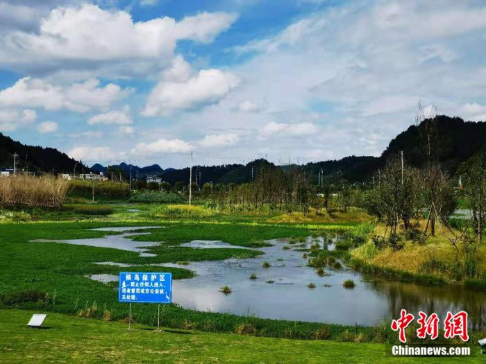 图为候鸟保护区 中新网 郎朗 摄