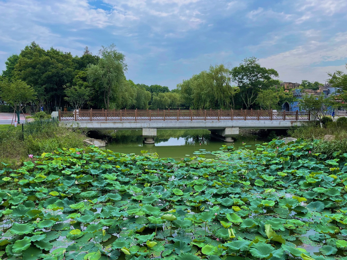 童梦桥荷花景