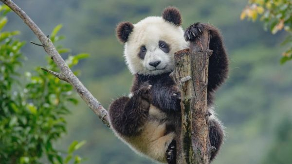 在中国大熊猫保护研究中心卧龙神树坪基地里玩耍的大熊猫。