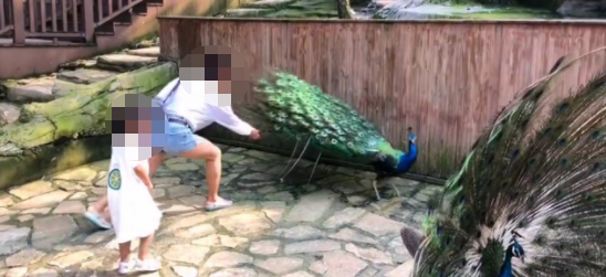 ▲女子拔孔雀羽毛，随后递给了身边的孩子。视频截图