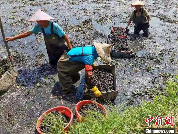 采摘的菱角需运到池塘里浸泡 李晓春 摄