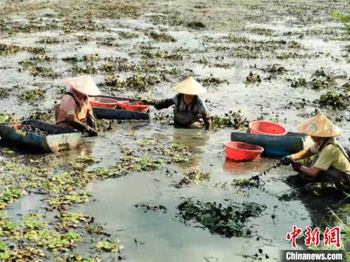 农户在水中忙着采摘菱角 李晓春 摄