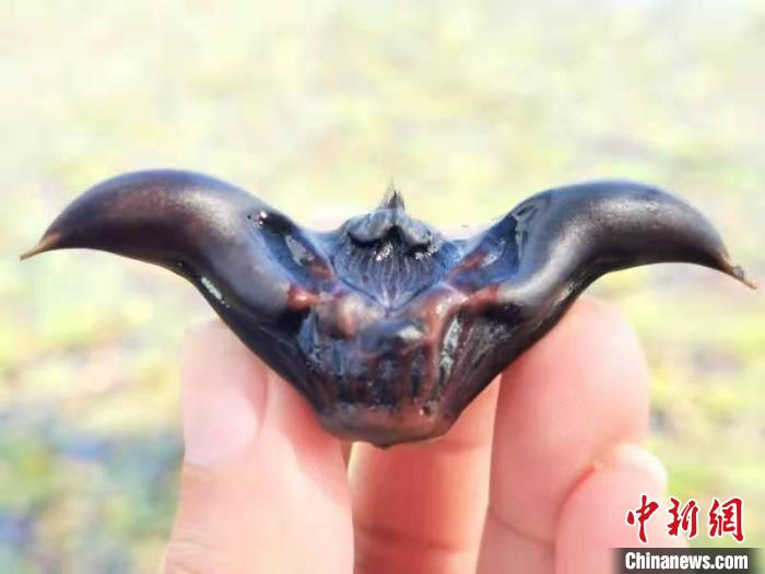 外形像元宝的台山菱角 李晓春 摄