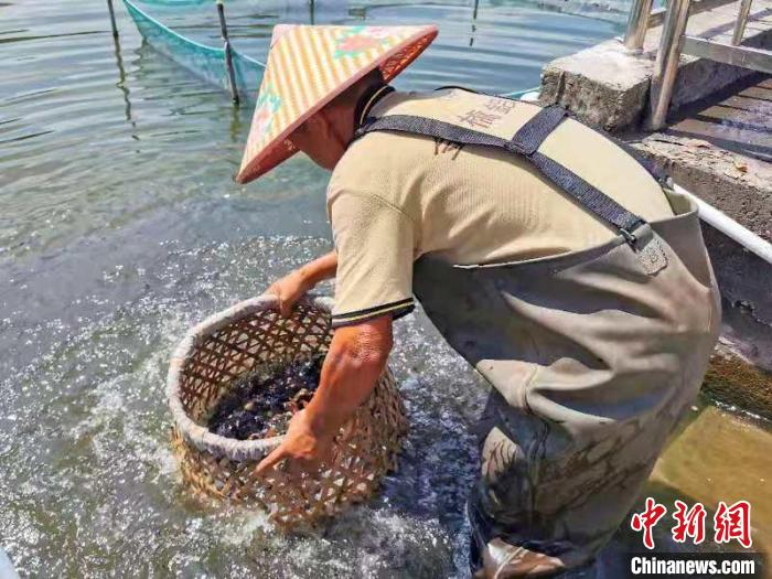 农户用竹篓清洗菱角 李晓春 摄