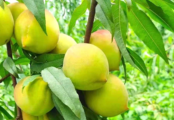 江口乡鹰嘴美桃 （央广网发 梁李熹摄）