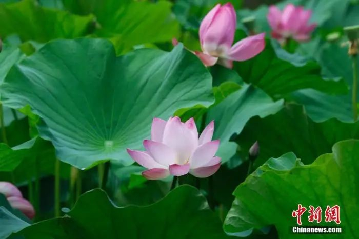 资料图：荷花绽放（图文无关）。中新社记者 韩海丹 摄
