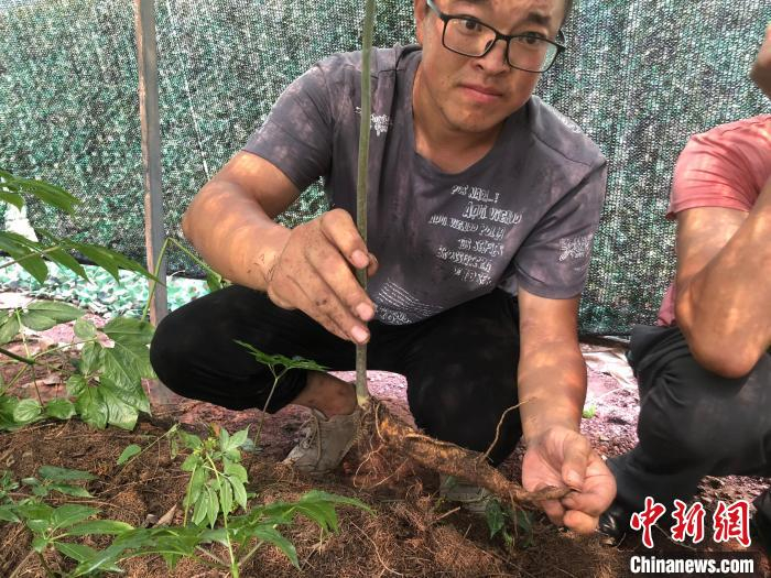 常青竹展示挖出的人参。　林波 摄