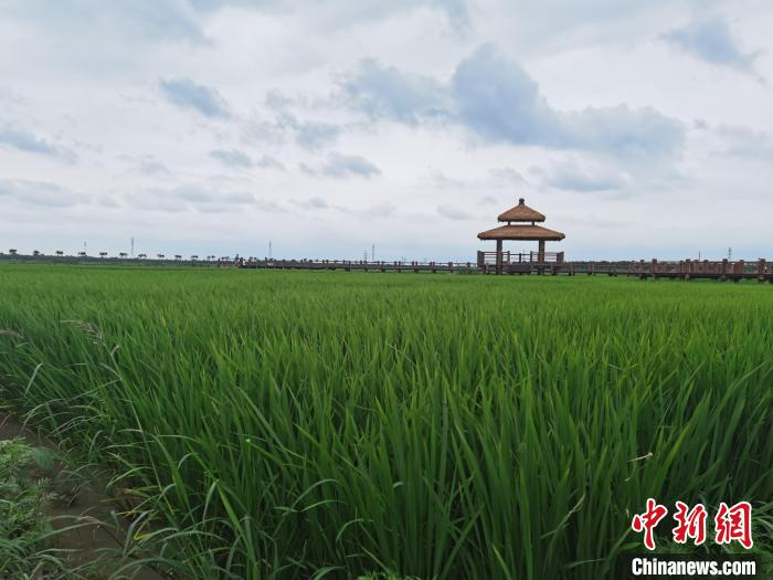 图为绿屏·咸水沽湾千亩稻田。　王君妍 摄