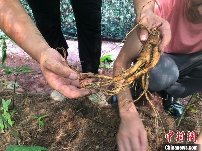 挖出的人参。　林波 摄