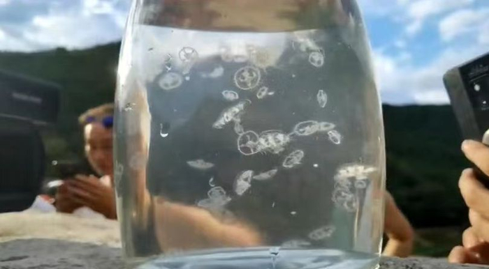 湖南蓝山县首次发现桃花水母。受访者供图