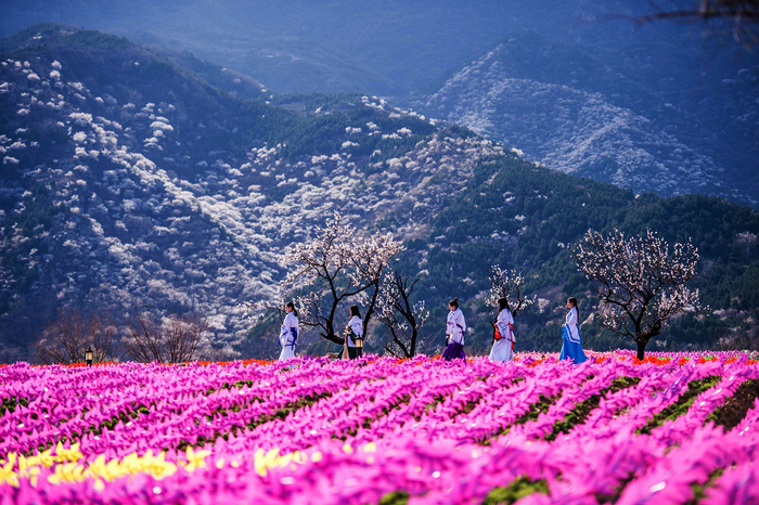 大西山的杏花风车节 阎彤/北晚新视觉供图