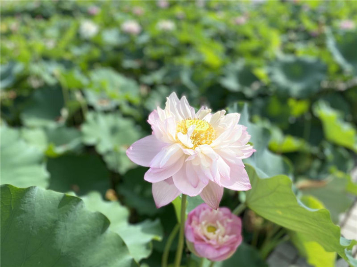 江西石城的白莲 央广网发 闵楠思摄