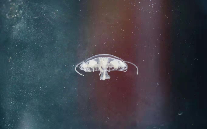 诞生于约5.5亿年前的桃花水母是名副其实的“活化石”。受访者供图