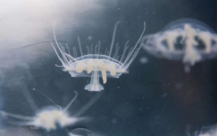 桃花水母体型较小，呈透明状。受访者供图