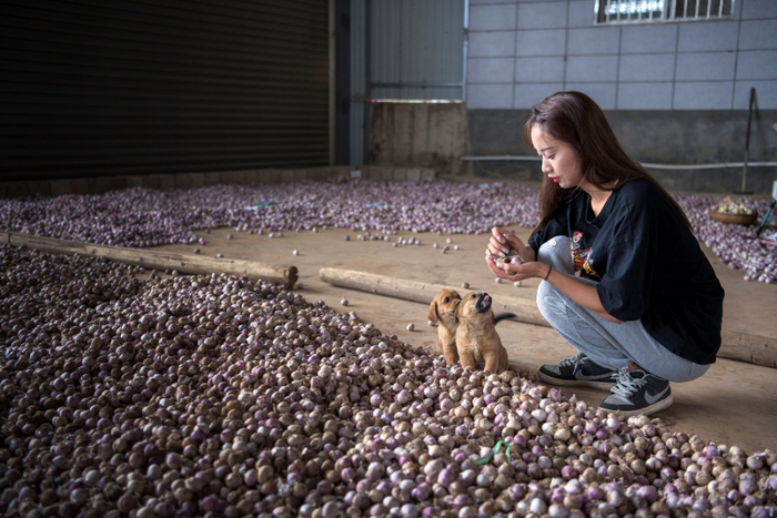 ▲去年疫情期间，晏林英宅在家里上网课，并尝试开网店卖大蒜。李新民/摄