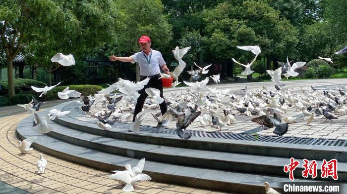 滕头村内的白鸽。　钱晨菲 摄