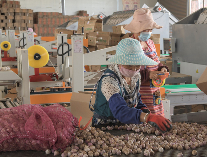 ▲此前不久，晏林英刚刚引进了一条大蒜分拣流水线，单日可承载50吨的分拣任务。李新民/摄