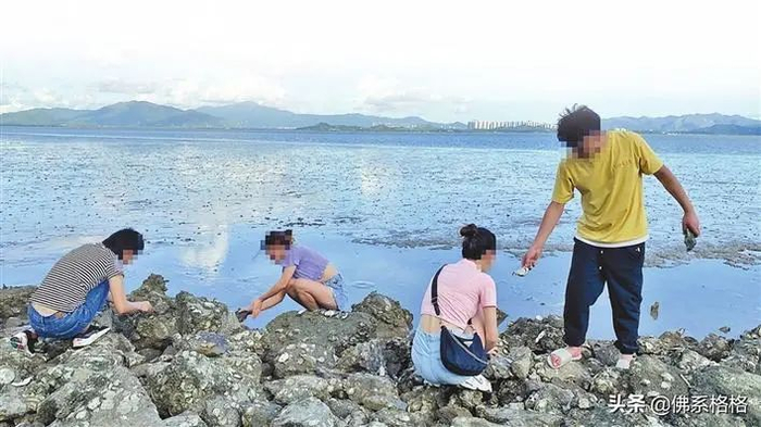 市民游客在深圳湾捡生蚝。图片来自网络
