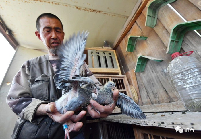 邹立明在给小鸽子摸骨，一个月来，小鸽子的成长速度惊人。