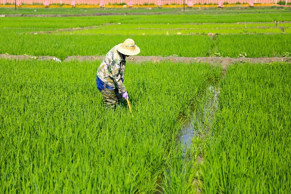 稻田公园（晋源区区委宣传部供图）