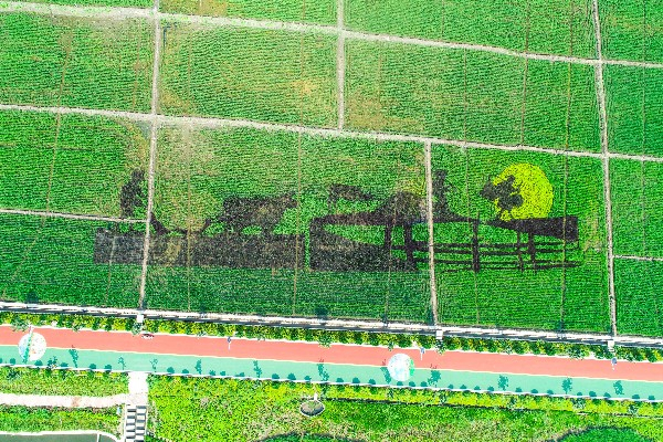 稻田公园（晋源区区委宣传部供图）