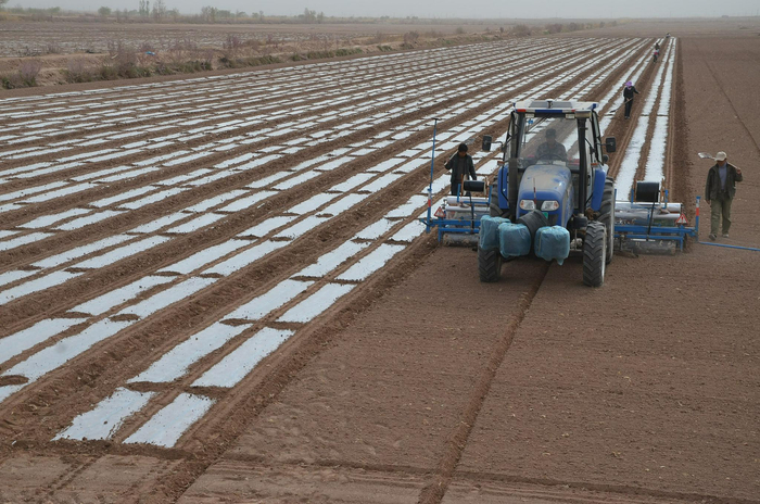 拖拉机在新疆生产建设兵团第一师二团棉田播种棉花 图源：视觉中国
