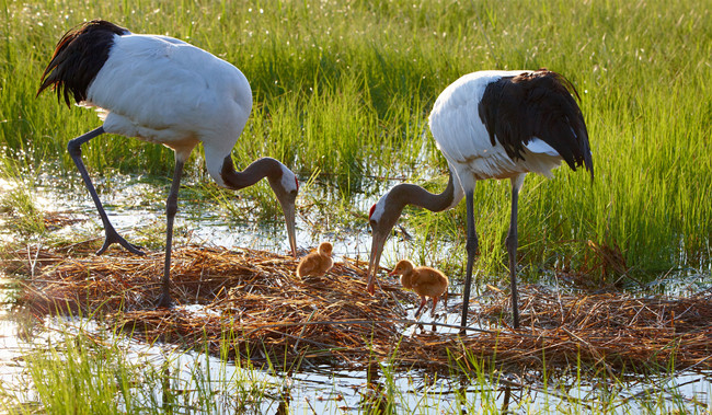 丹顶鹤父母抚育幼雏。张亮 摄