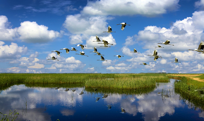 群鹤竞飞。陈寿安 摄