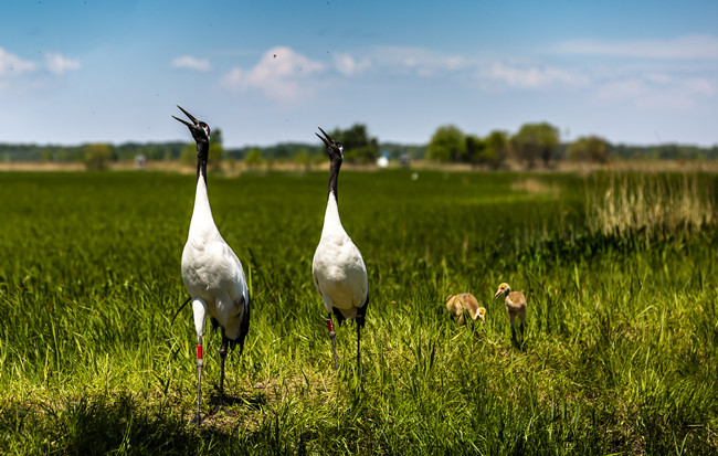 丹顶鹤一家四口。张亮 摄