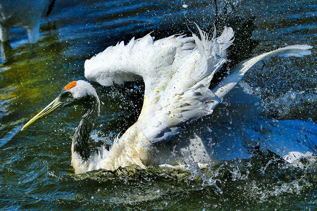 丹顶鹤正在水中洗澡。张亮 摄