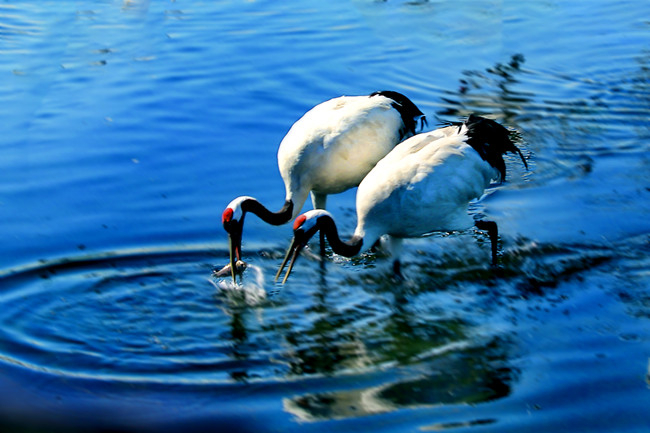 丹顶鹤在水中觅食。张亮 摄