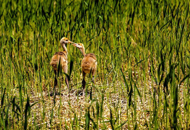 丹顶鹤幼雏悠然嬉戏。张亮 摄