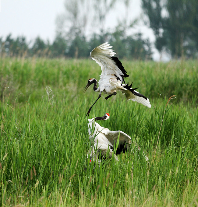 丹顶鹤正在嬉戏。李志刚 摄