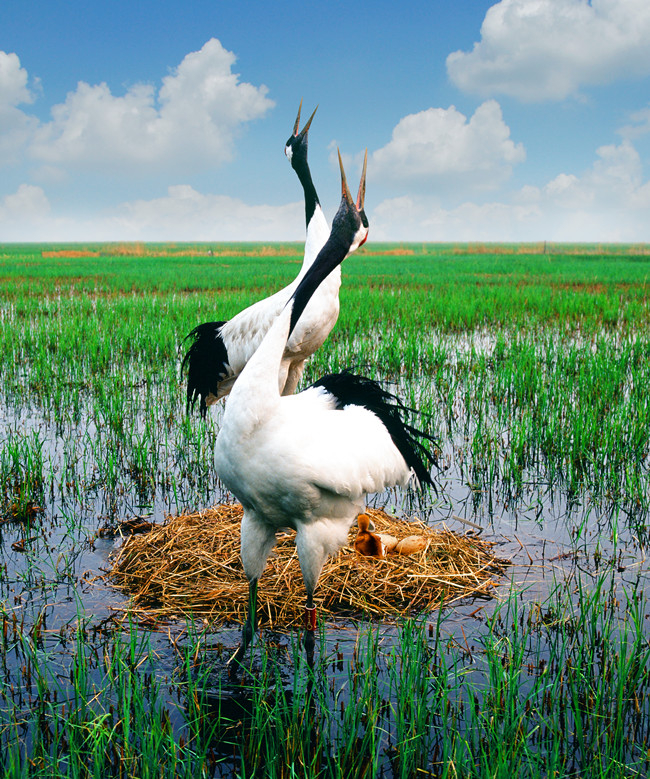 芦苇丛中的丹顶鹤。陈文华 摄