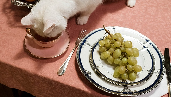 图片来源：pexels-cottonbro