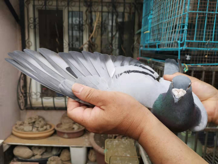 回到家中的信鸽。实习生 许琳迪 摄